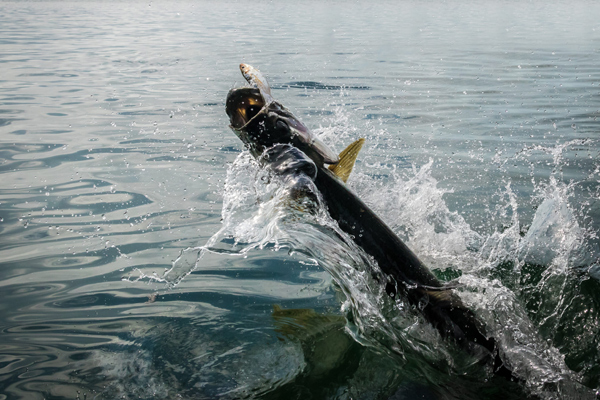 Tarpon leaping out of the water in Tampa Bay, showcasing the challenge of landing these powerful fish