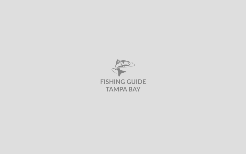 Top Spots Around Tampa Bay for Catching Redfish During Summer