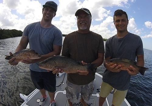 Grouper PIcs